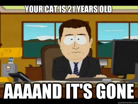 Your cat is 21 years old Aaaand it's gone - Your cat is 21 years old Aaaand it's gone  Misc