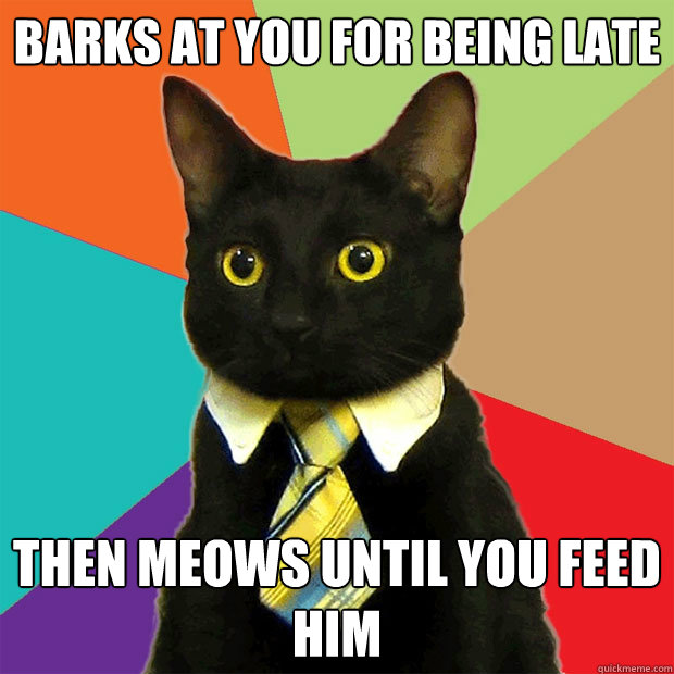 Barks at you for being late then meows until you feed him  Business Cat