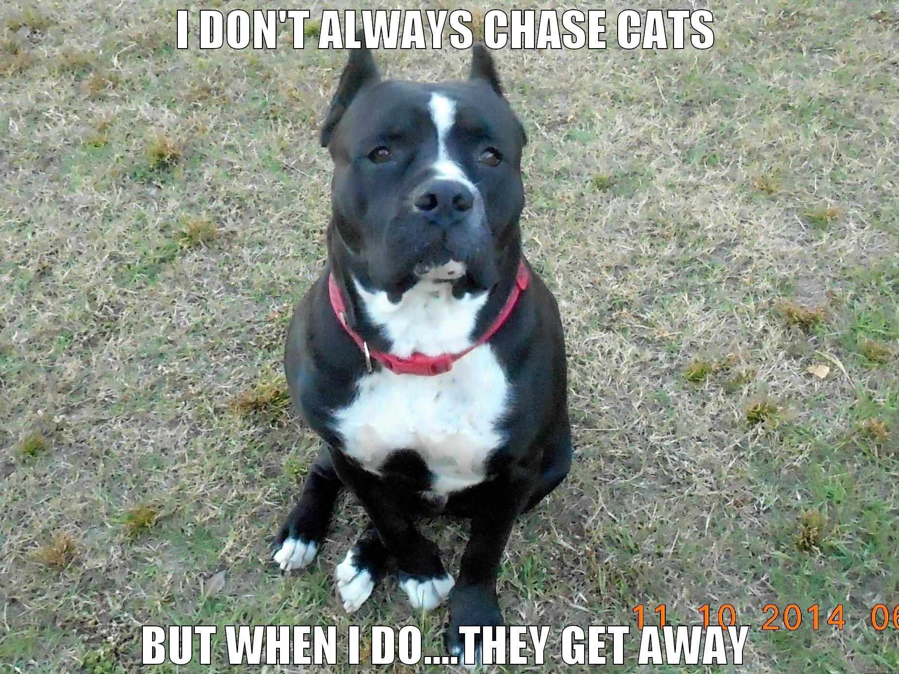 I DON'T ALWAYS CHASE CATS BUT WHEN I DO....THEY GET AWAY The Most Interesting Man In The World