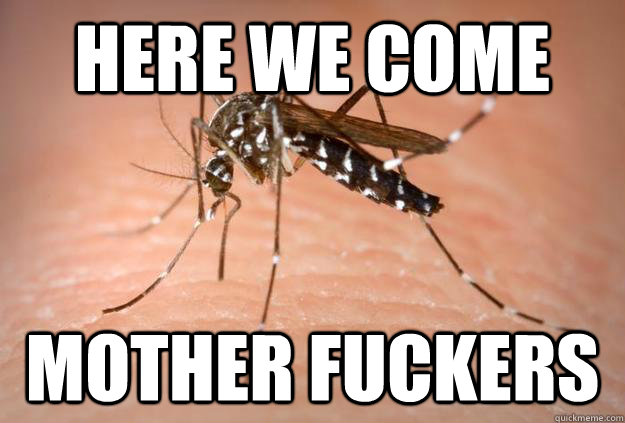 HERE WE COME MOTHER FUCKERS  Master Troll Mosquito