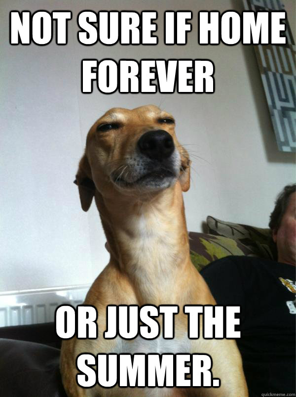 Not sure if home forever or just the summer. - Not sure if home forever or just the summer.  Fry dog