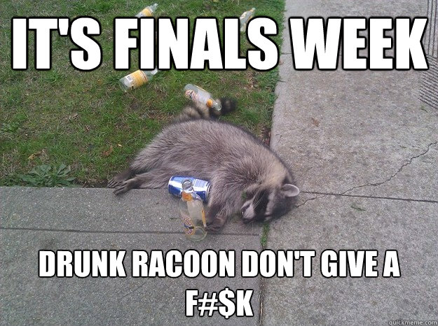 It's finals week drunk racoon don't give a F#$K  