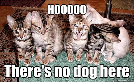 HOOOOO There's no dog here  asdf