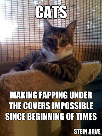 cats making fapping under the covers impossible since beginning of times stein arve  The Most Interesting Cat in the World