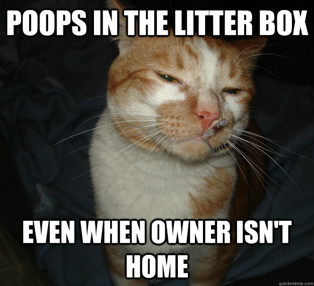 Poops in the litter Box Even when owner isn't home  Good Guy Cat