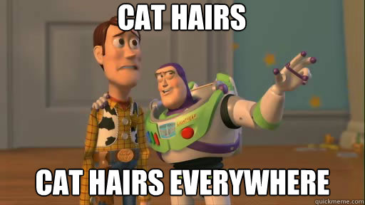 cat hairs cat hairs everywhere  Everywhere