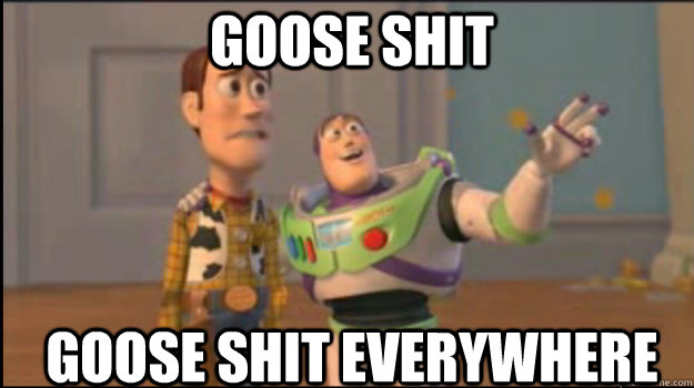 Goose Shit Goose Shit everywhere  Buzz and Woody