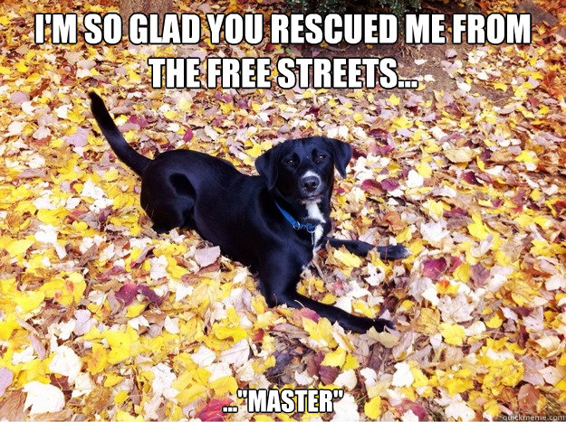 I'm so glad you rescued me from the free streets... ...
