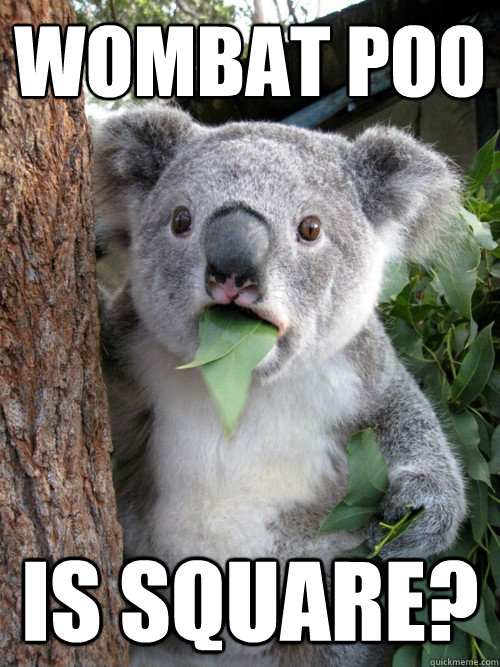 wombat poo is square?  koala bear