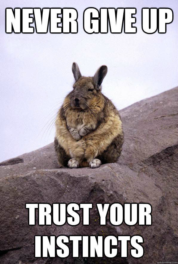 Never give up Trust your instincts  Wise Wondering Viscacha