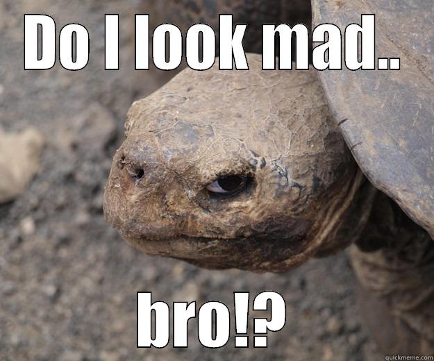 Do I look mad? - DO I LOOK MAD.. BRO!? Angry Turtle