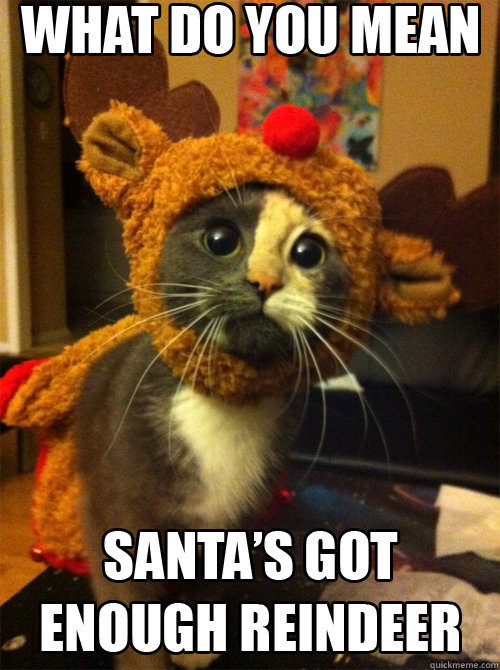    reindeer cat
