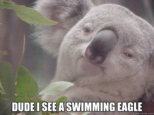  Dude I see a swimming eagle -  Dude I see a swimming eagle  10 Koala