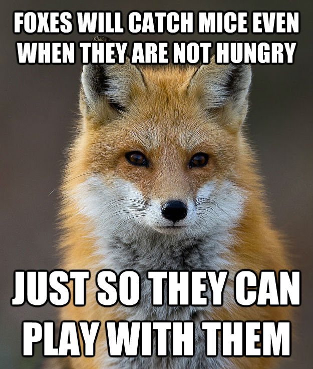 FOXES WILL CATCH MICE EVEN WHEN THEY ARE NOT HUNGRY JUST SO THEY CAN PLAY WITH THEM  Fun Fact Fox