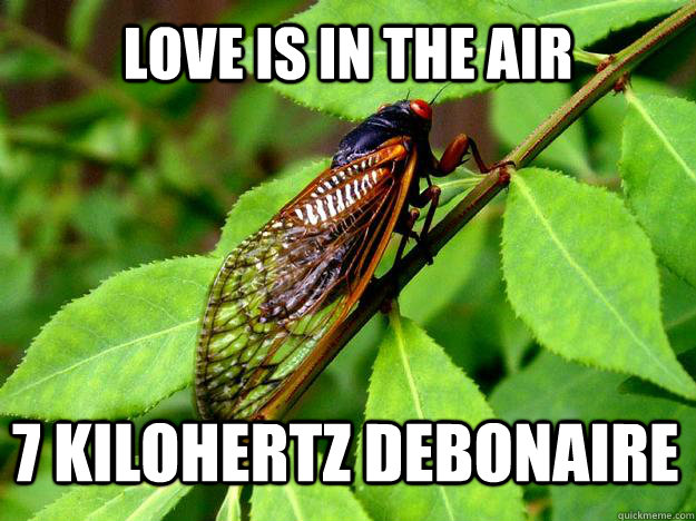 love is in the air 7 kiloHertz debonaire - love is in the air 7 kiloHertz debonaire  Annoying cicada