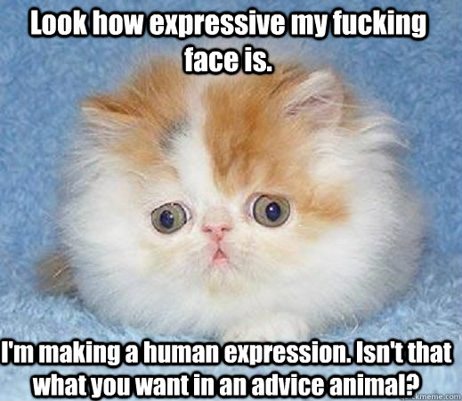 Look how expressive my fucking face is. I'm making a human expression. Isn't that what you want in an advice animal?  Loss of Innocence Cat