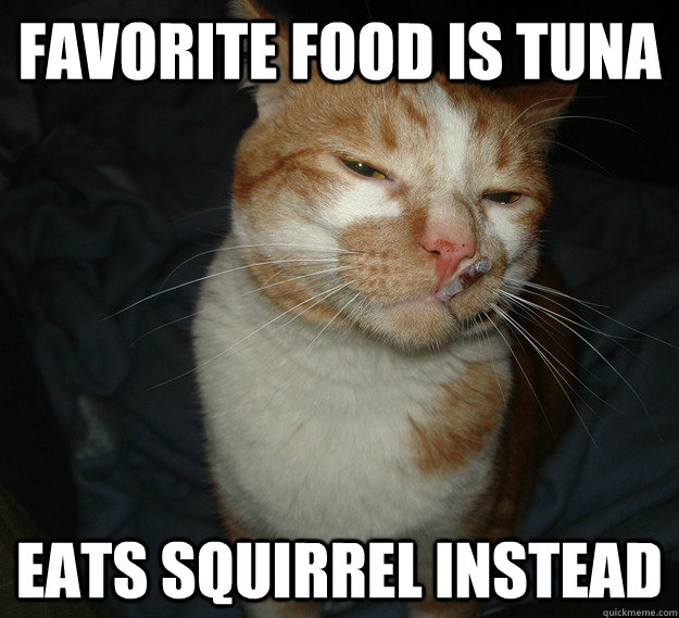 Favorite food is tuna Eats squirrel instead  Good Guy Cat