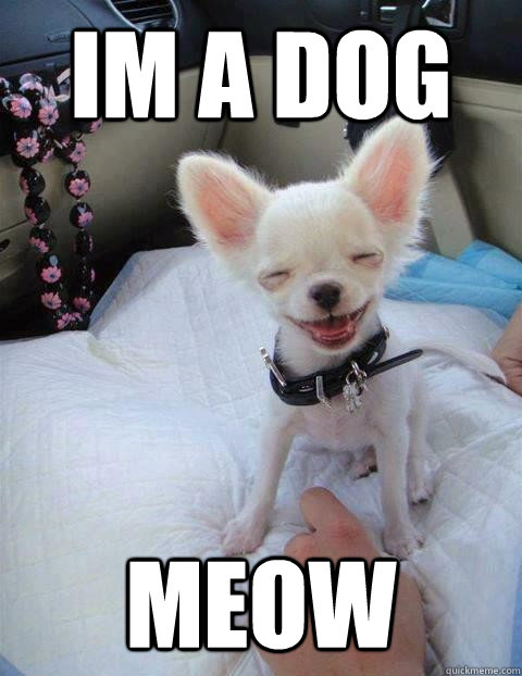 Im a dog meow  Stoner Chihuahua