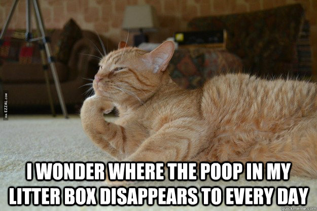  I wonder where the poop in my litter box disappears to every day  Thinking cat