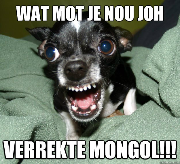 WAT MOT JE NOU JOH VERREKTE MONGOL!!! - WAT MOT JE NOU JOH VERREKTE MONGOL!!!  Chihuahua Logic
