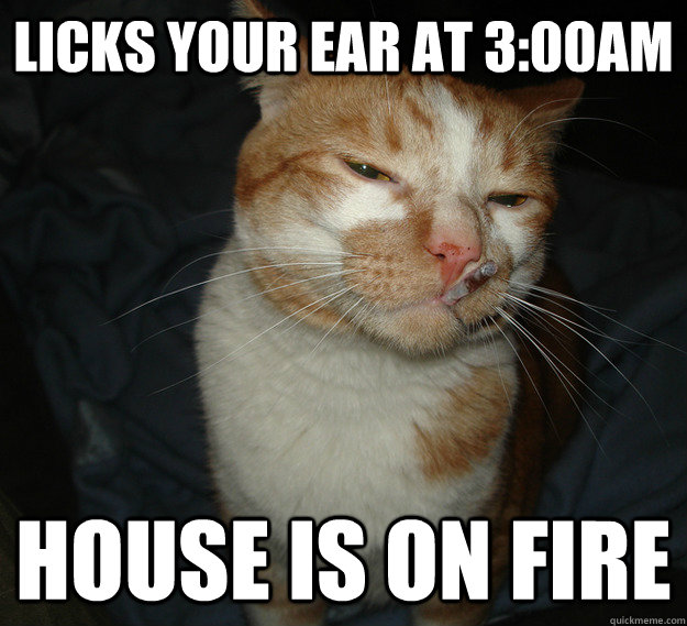 Licks your ear at 3:00am house is on fire  Good Guy Cat