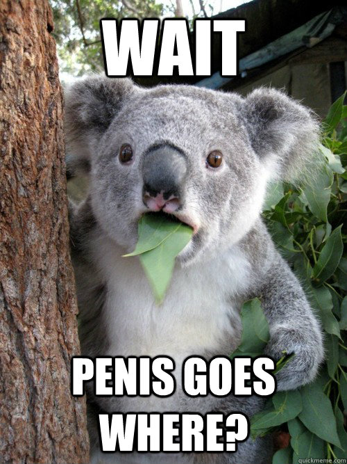 Wait Penis goes where?  koala bear