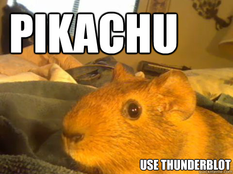 PIKACHU

 USE THUNDERBLOT  Guinea Pig Meme