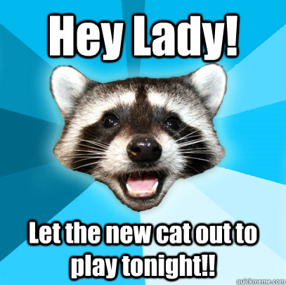 Hey Lady! Let the new cat out to play tonight!!  Lame Pun Coon