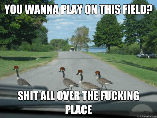 You wanna play on this field? shit all over the fucking place  Scumbag Geese