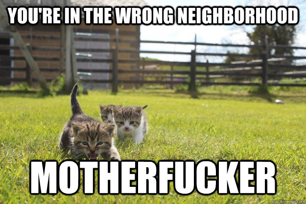 You're in the wrong neighborhood Motherfucker  cat attack