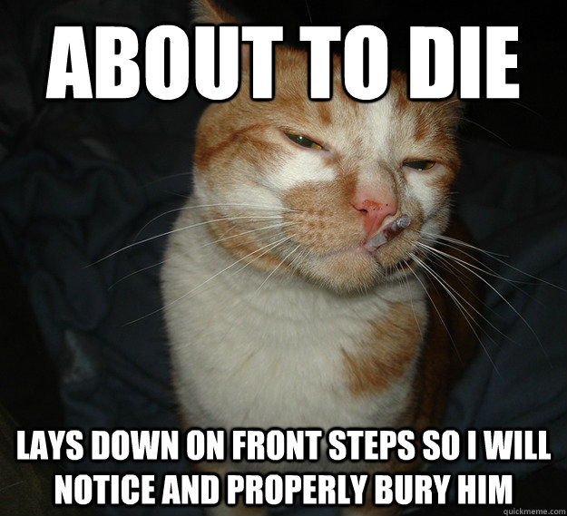 About to die lays down on front steps so I will notice and properly bury him  Good Guy Cat