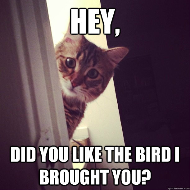 Hey, did you like the bird i brought you?  