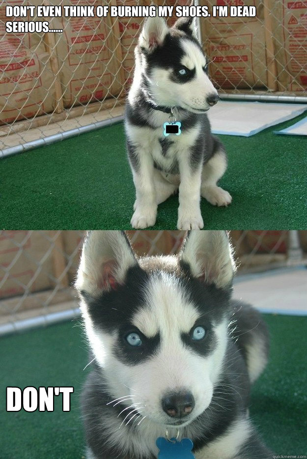 Don't even think of burning my shoes. I'm dead serious...... don't  Insanity puppy