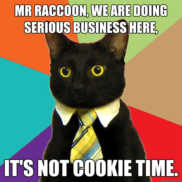 Mr Raccoon, we are doing serious business here, it's not cookie time. - Mr Raccoon, we are doing serious business here, it's not cookie time.  Business Cat