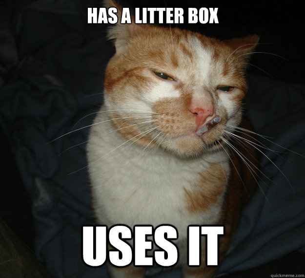 has a litter box  uses it   Good Guy Cat