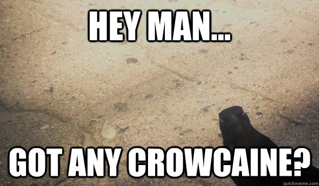 Hey man... Got any Crowcaine? - Hey man... Got any Crowcaine?  original angry birds angry