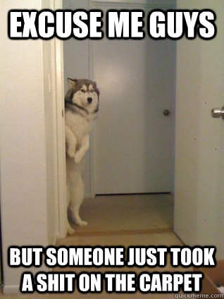 Excuse me guys but someone just took a shit on the carpet  