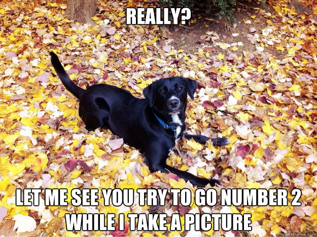 really? let me see you try to go number 2 while i take a picture  Guilt Giving Good Dog