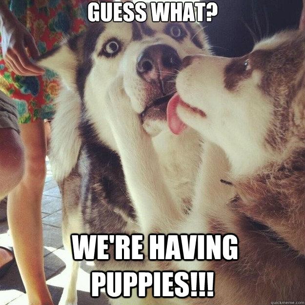 Guess what?  We're having puppies!!! - Guess what?  We're having puppies!!!  Relationship Dog
