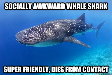 Socially awkward Whale Shark Super friendly, dies from contact  