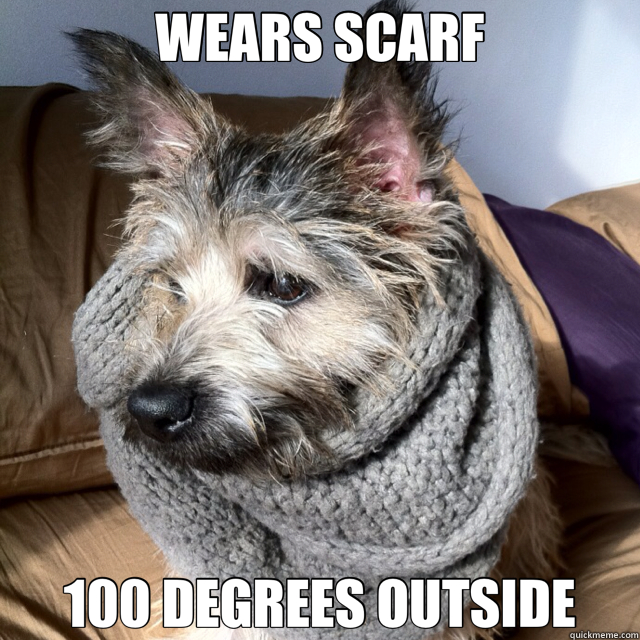 WEARS SCARF   Hipster Dog