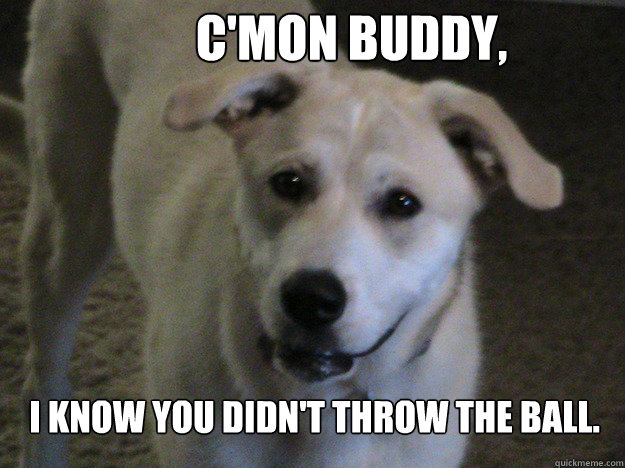 C'mon buddy, i know you didn't throw the ball. - C'mon buddy, i know you didn't throw the ball.  Understanding Dog
