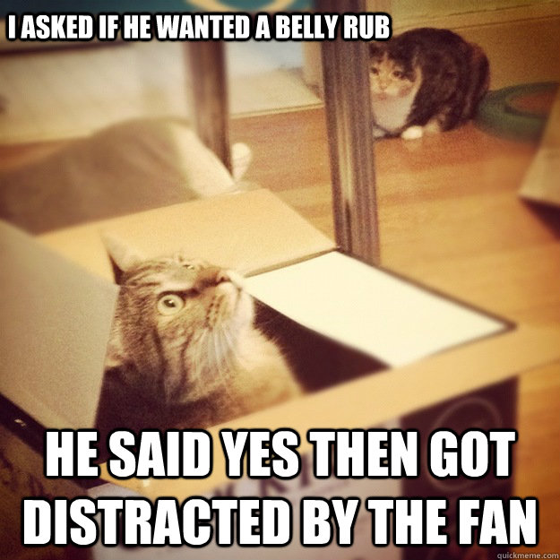 I asked if he wanted a belly rub he said yes then got distracted by the fan  Cats wife