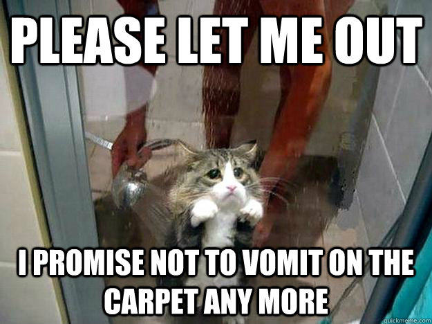 Please let me out I promise not to vomit on the carpet any more  Shower kitty