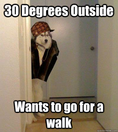 30 Degrees Outside Wants to go for a walk  Scumbag dog
