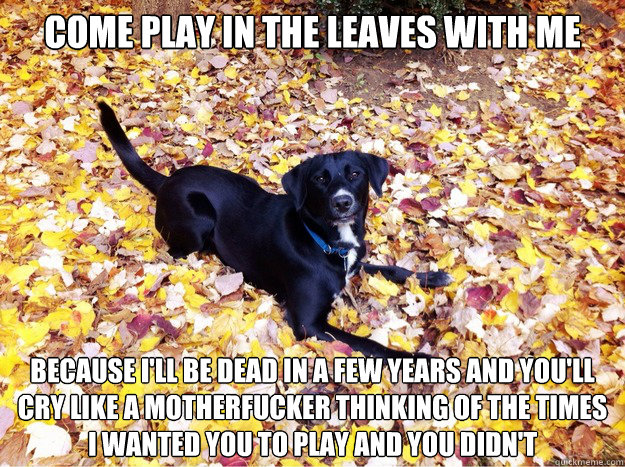 Come play in the leaves with me Because I'll be dead in a few years and you'll cry like a motherfucker thinking of the times I wanted you to play and you didn't - Come play in the leaves with me Because I'll be dead in a few years and you'll cry like a motherfucker thinking of the times I wanted you to play and you didn't  Guilt Giving Good Dog