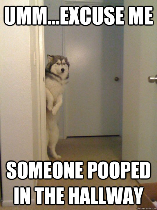 Umm...Excuse me Someone pooped in the hallway  shame dog