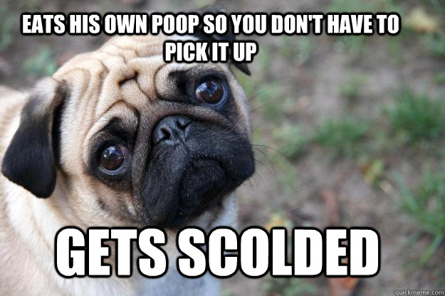 eats his own poop so you don't have to pick it up gets scolded  First World Dog problems