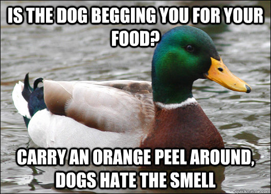 IS the dog begging you for your food? Carry an orange peel around, dogs hate the smell  Actual Advice Mallard