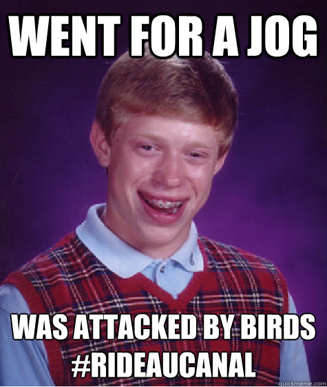 Went for a jog Was attacked by birds 
#RideauCanal  Bad Luck Brian